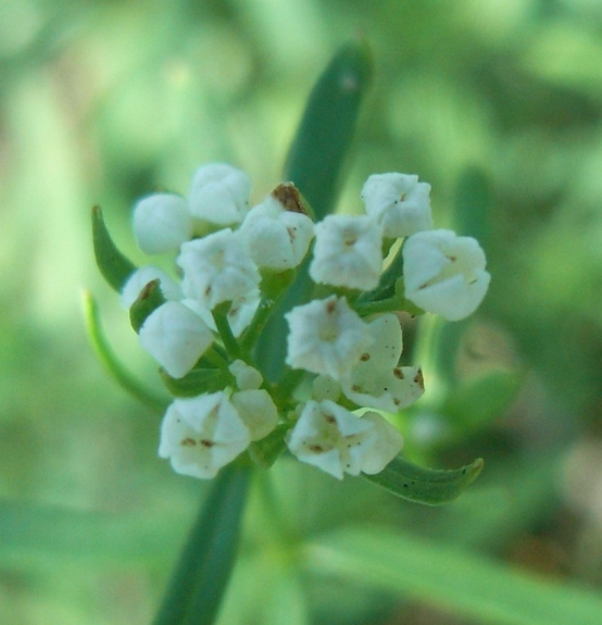 Galium boreale ?